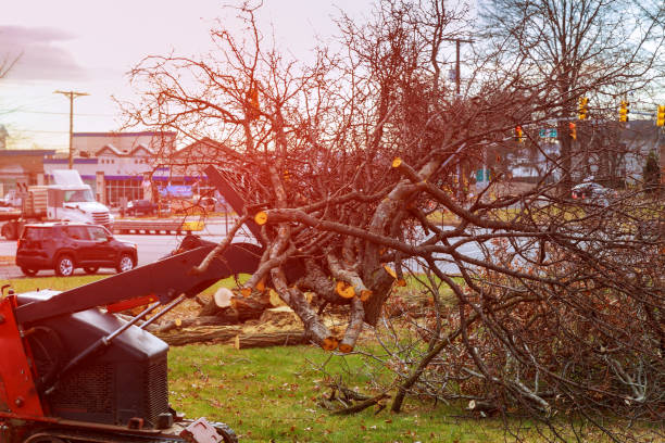 Tree and Shrub Care in Bunker Hill Village, TX