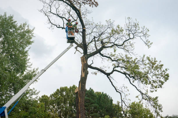 Reliable Bunker Hill Village, TX Tree Care Solutions