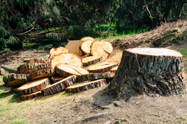 How Our Tree Care Process Works  in  Bunker Hill Village, TX